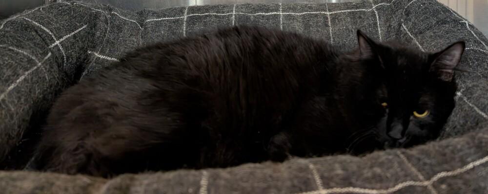 Kyle, Adoptable, Adult Male Domestic Long Hair.