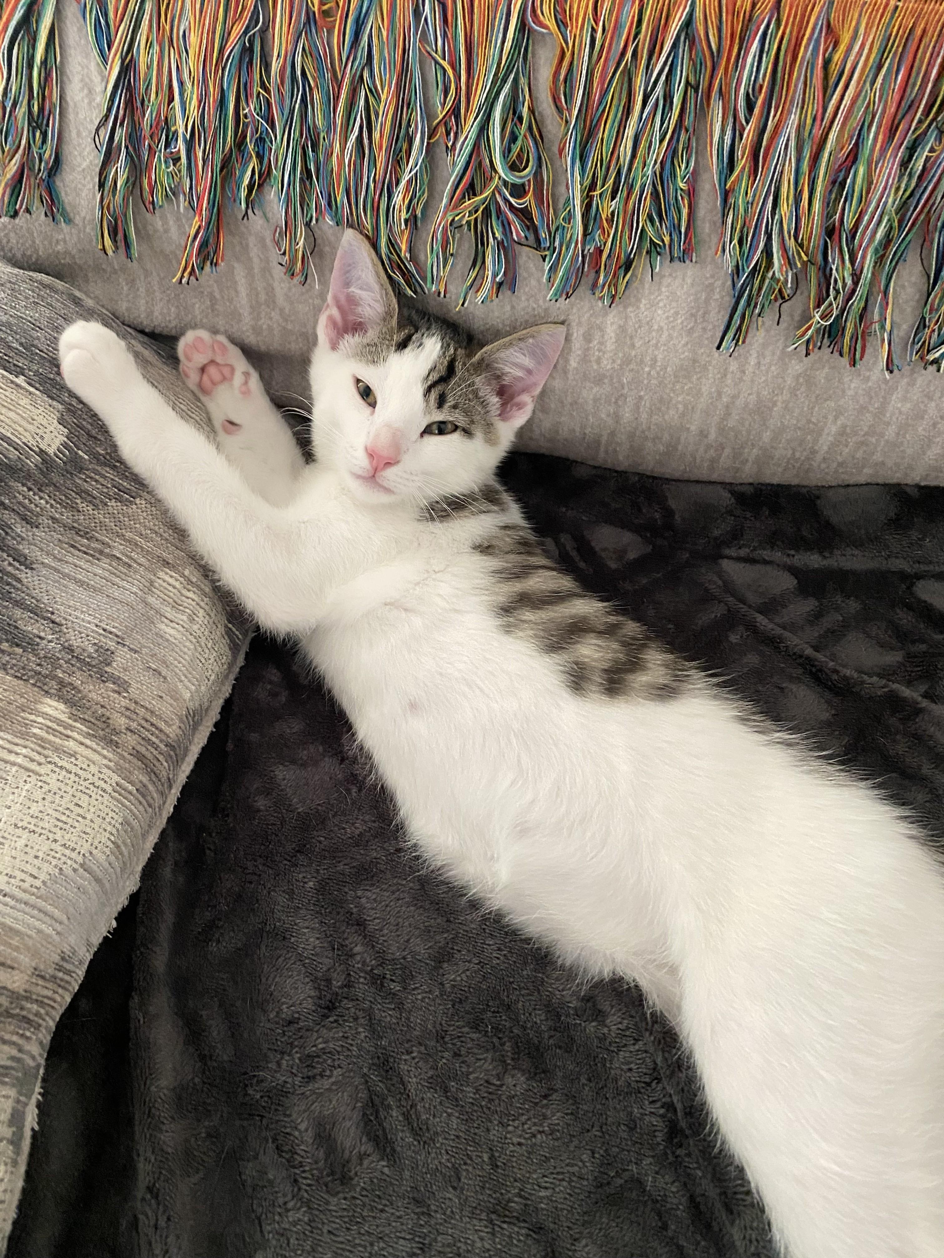 Roti
