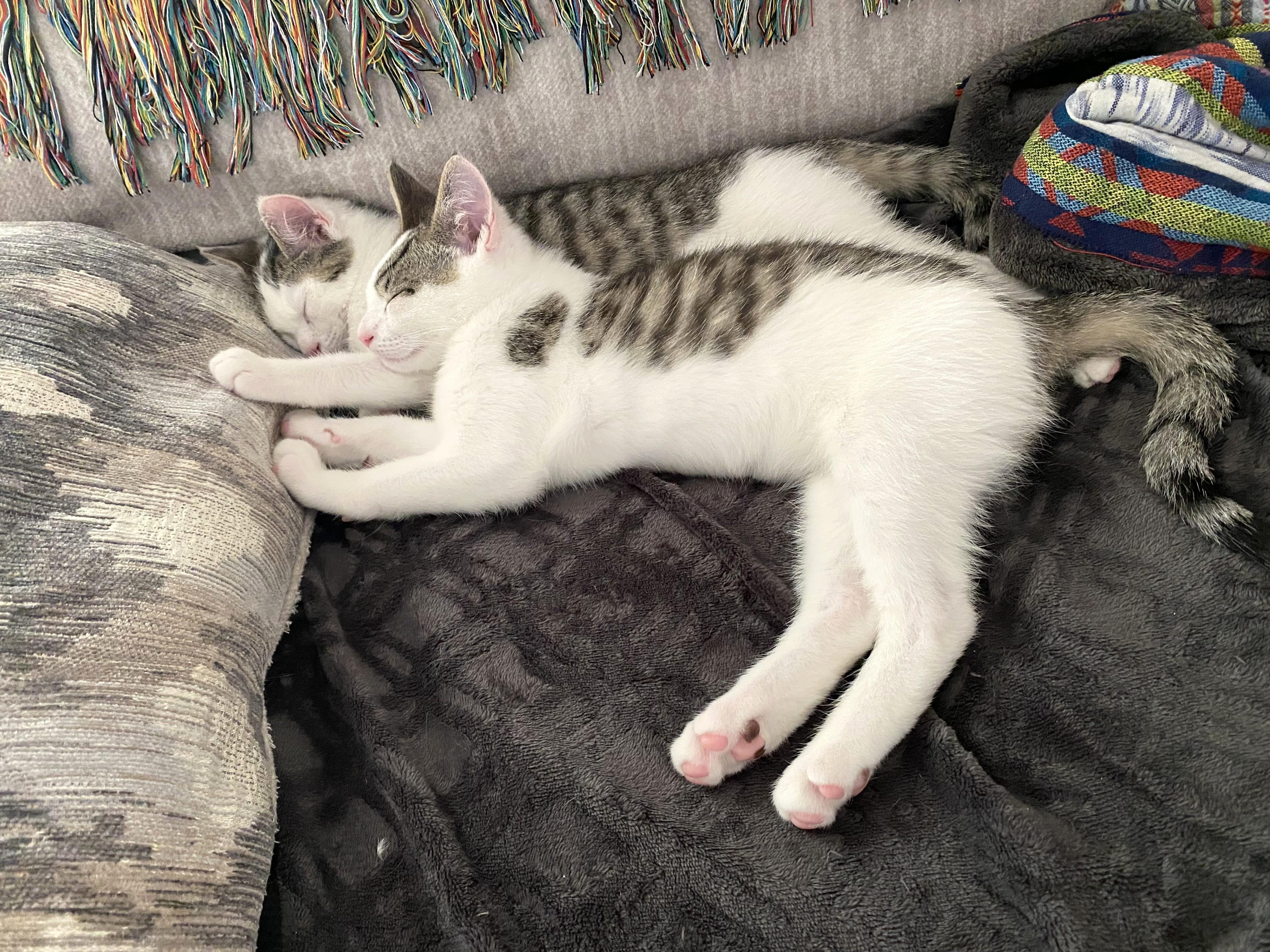 Roti