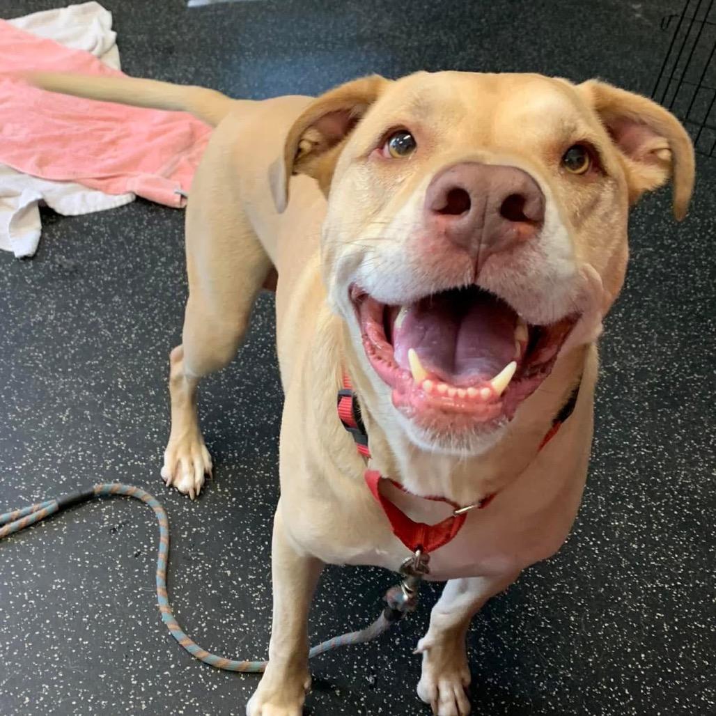 Enlarge Sailor, a Adoptable mixed breed in Middlebury, VT image 1/6