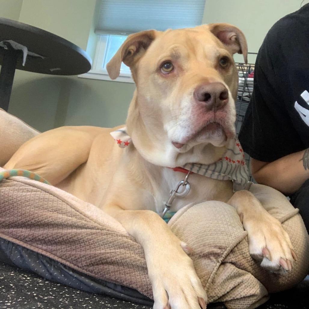 Enlarge Sailor, a Adoptable mixed breed in Middlebury, VT image 2/6