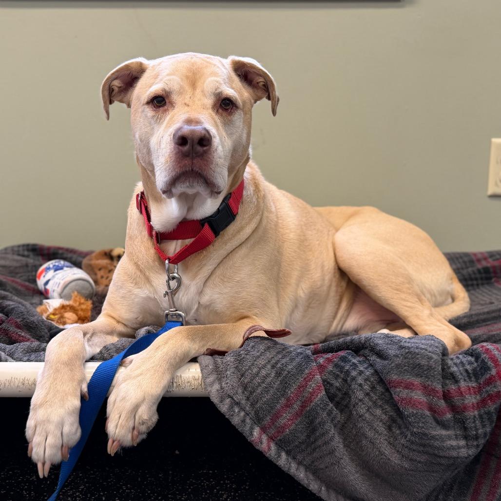 Enlarge Sailor, a Adoptable mixed breed in Middlebury, VT image 3/6