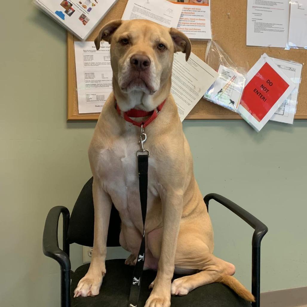 Enlarge Sailor, a Adoptable mixed breed in Middlebury, VT image 4/6