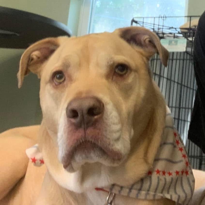 Enlarge Sailor, a Adoptable mixed breed in Middlebury, VT image 5/6