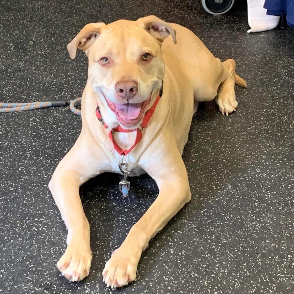 Enlarge Sailor, a Adoptable mixed breed in Middlebury, VT image 6/6