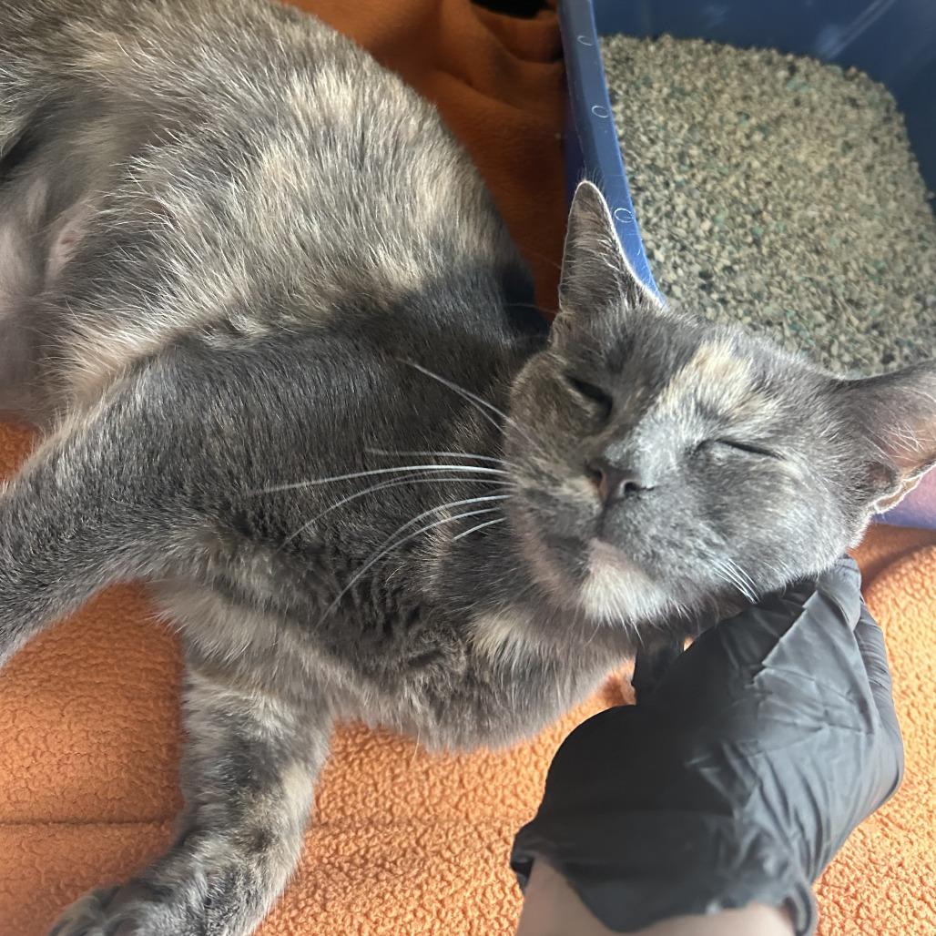 Sylvie, a Adoptable Domestic Short Hair in New Fairfield, CT image 1/6