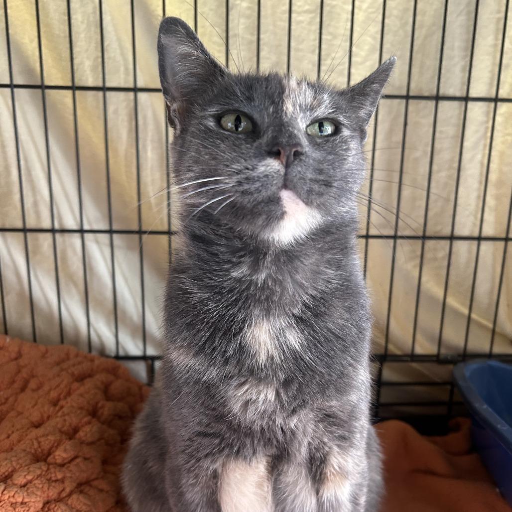 Sylvie, a Adoptable Domestic Short Hair in New Fairfield, CT image 2/6