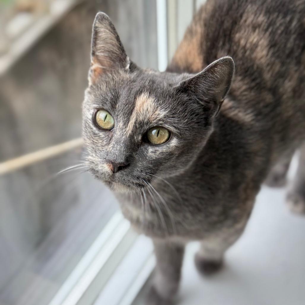 Sylvie, a Adoptable Domestic Short Hair in New Fairfield, CT image 3/6