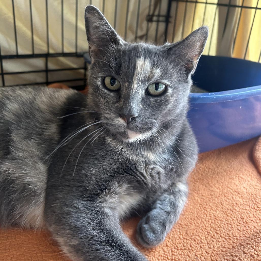 Sylvie, a Adoptable Domestic Short Hair in New Fairfield, CT image 4/6