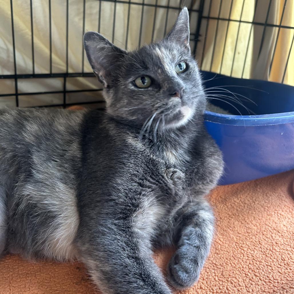 Sylvie, a Adoptable Domestic Short Hair in New Fairfield, CT image 5/6