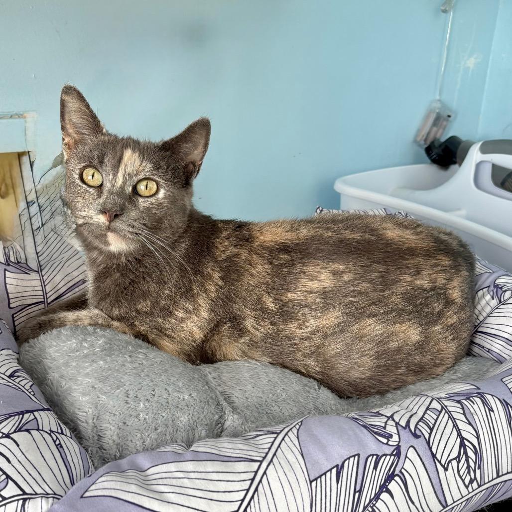 Sylvie, a Adoptable Domestic Short Hair in New Fairfield, CT image 6/6