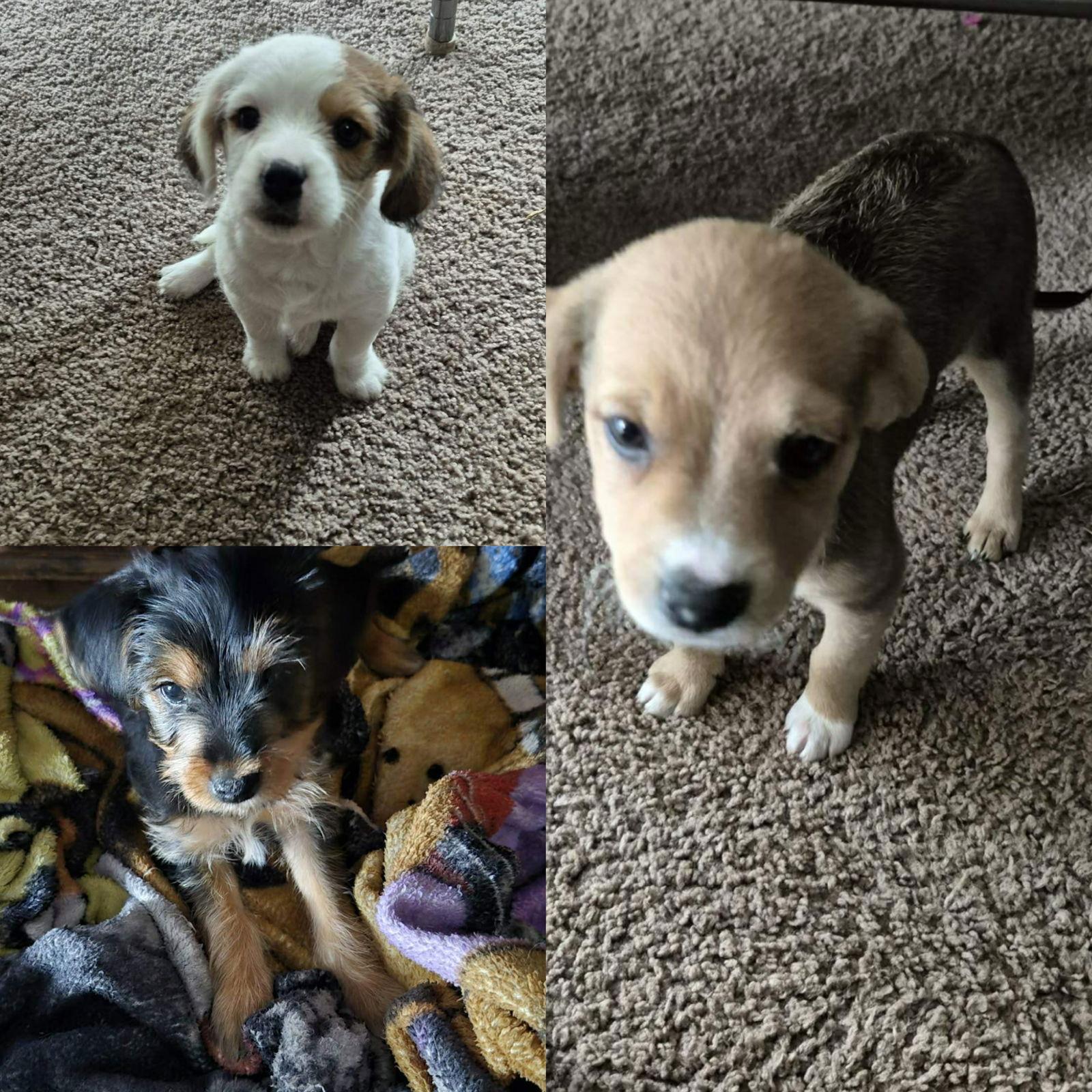 Enlarge Donut, a Adopted mixed breed in Union Beach, NJ image 1/1