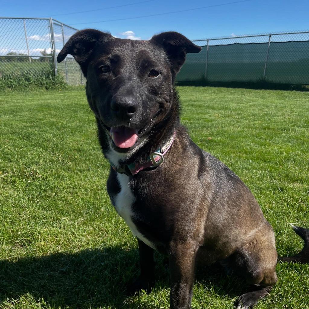 Kia, Adoptable, Adult Female Mixed Breed.