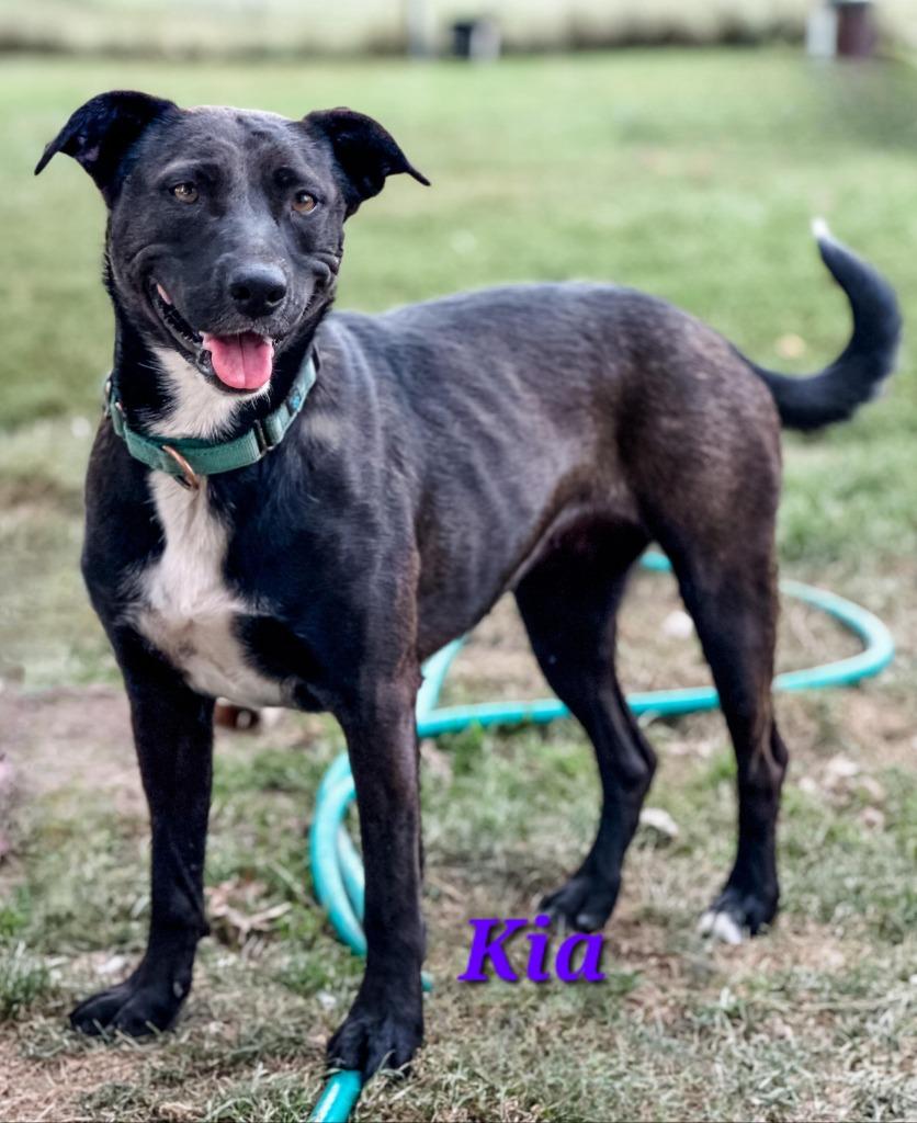 Kia, a Adoptable mixed breed in sun prairie, WI image 4/4