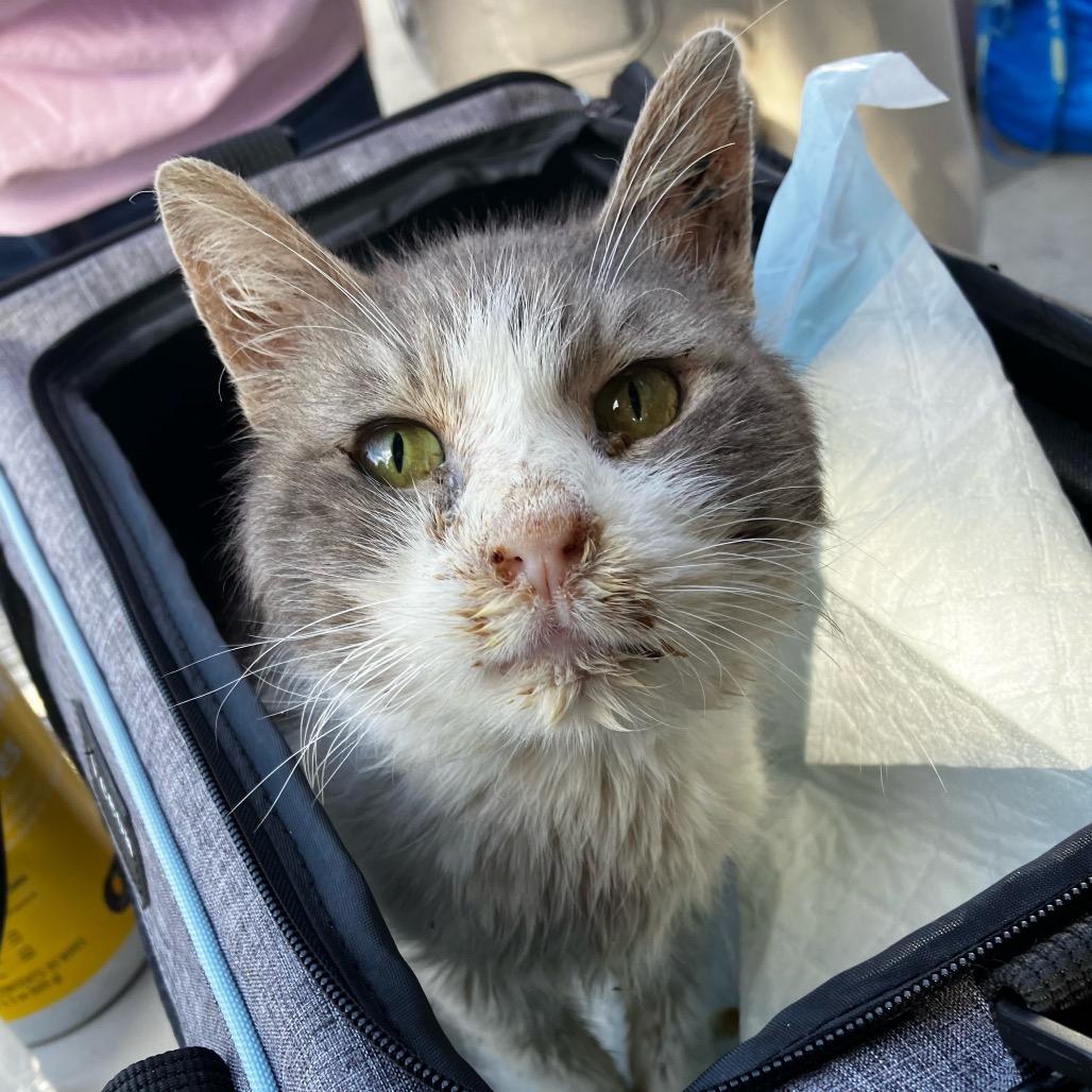 Enlarge Valentino, a Adoptable Domestic Short Hair in Los Angeles, CA image 1/2
