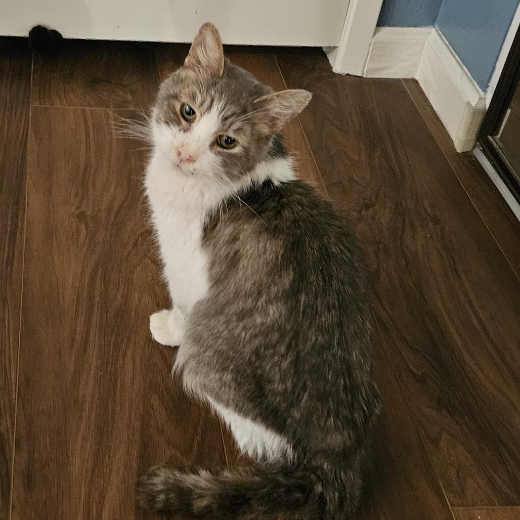 Enlarge Valentino, a Adoptable Domestic Short Hair in Los Angeles, CA image 2/2