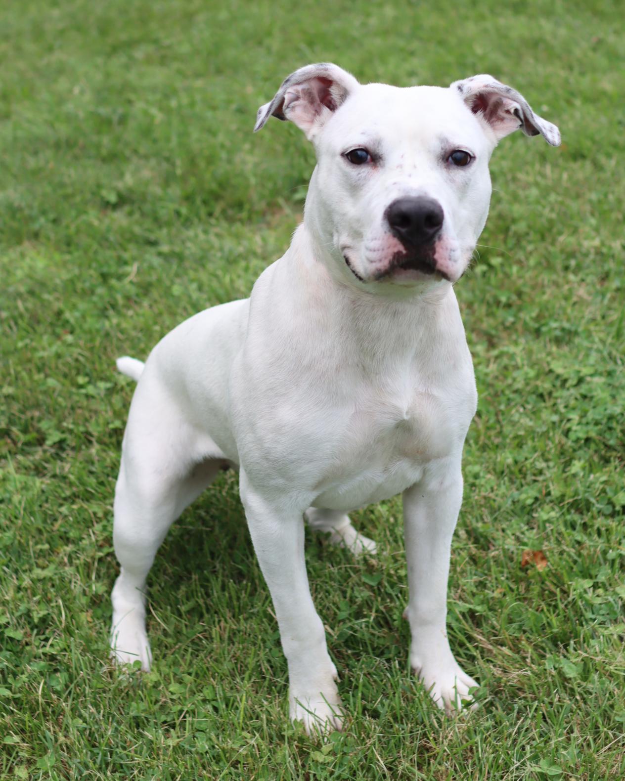 Lilac, an adoptable Pit Bull Terrier Mix in Lancaster, OH_image-1