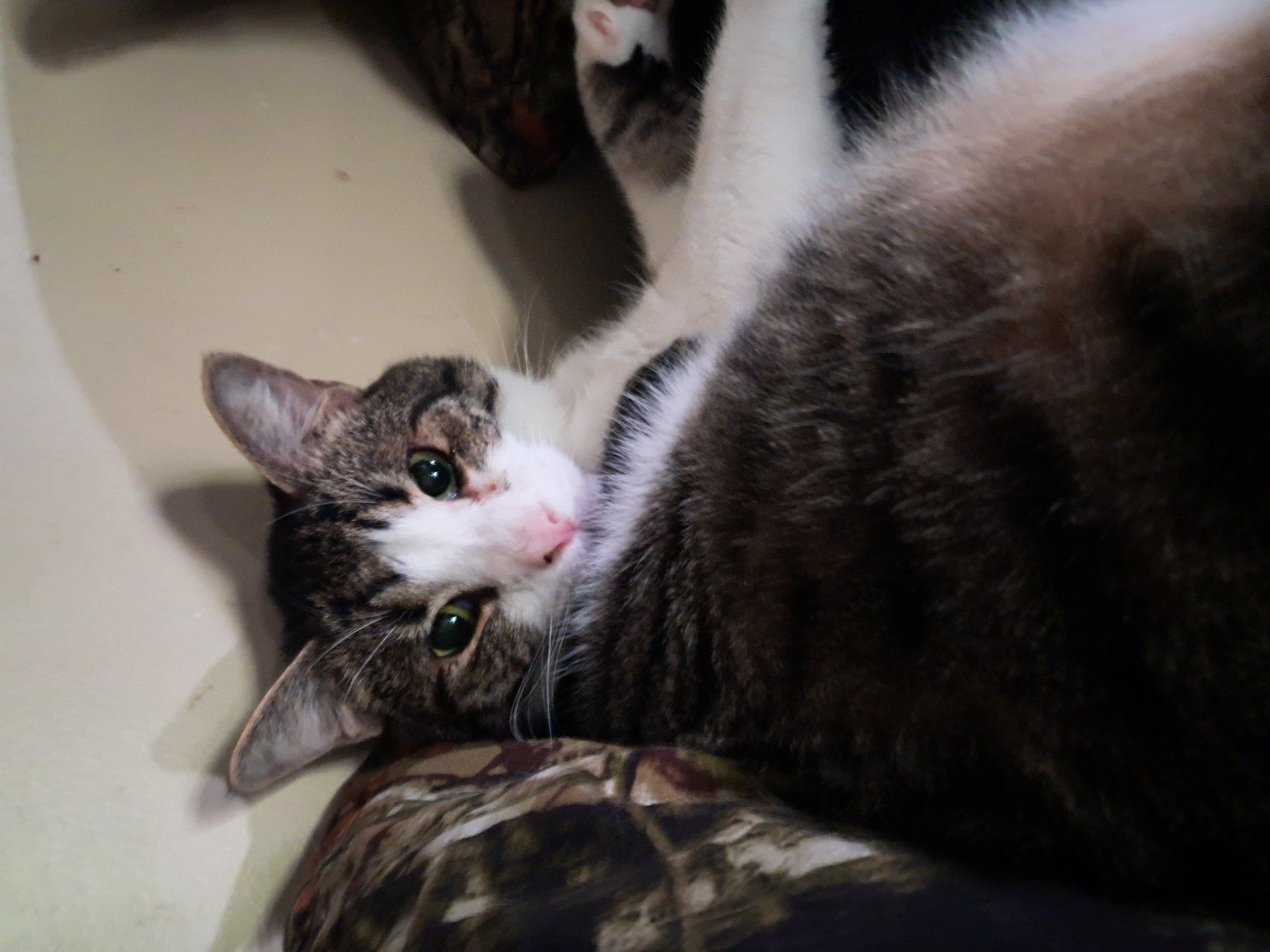 Thor, a Adoptable Domestic Short Hair in Nanticoke, PA image 2/6