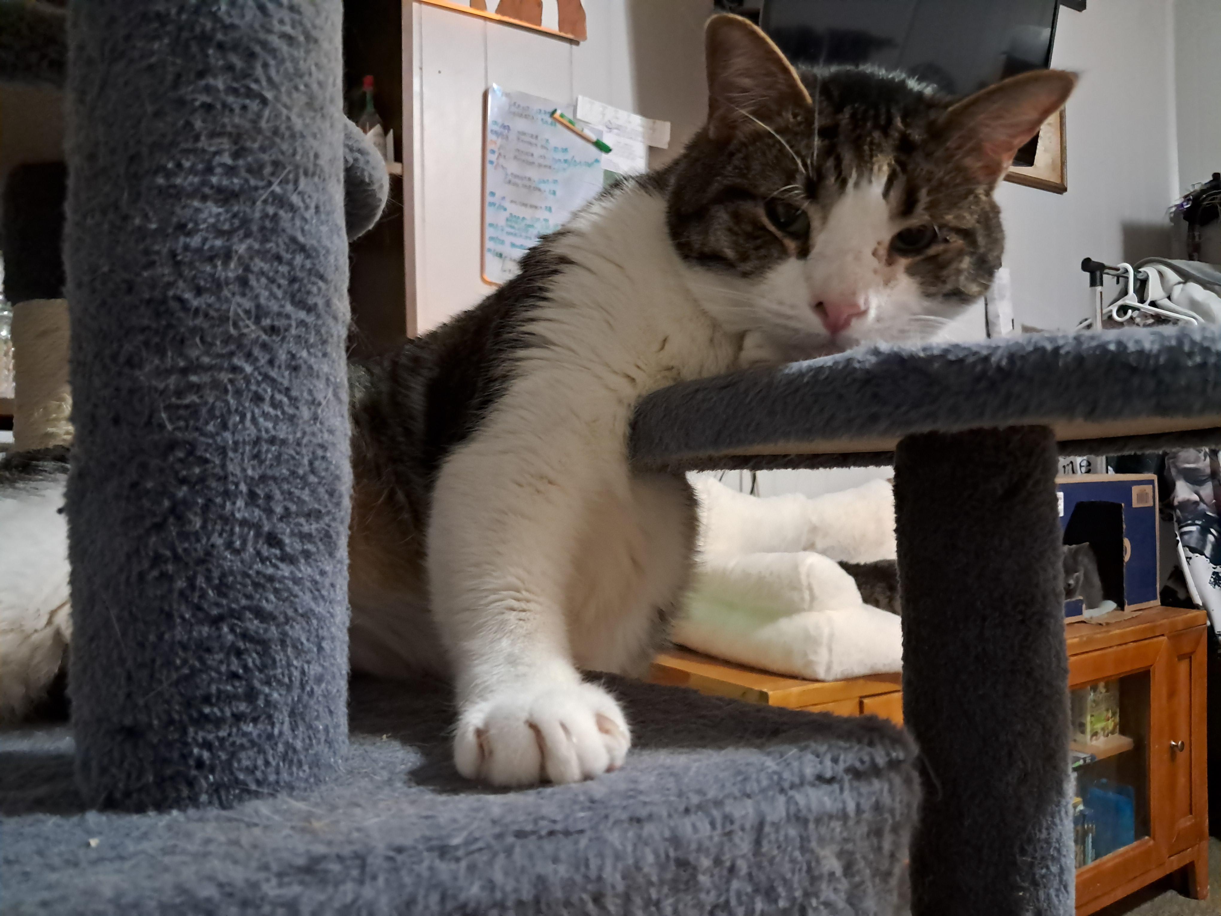 Thor, a Adoptable Domestic Short Hair in Nanticoke, PA image 1/6