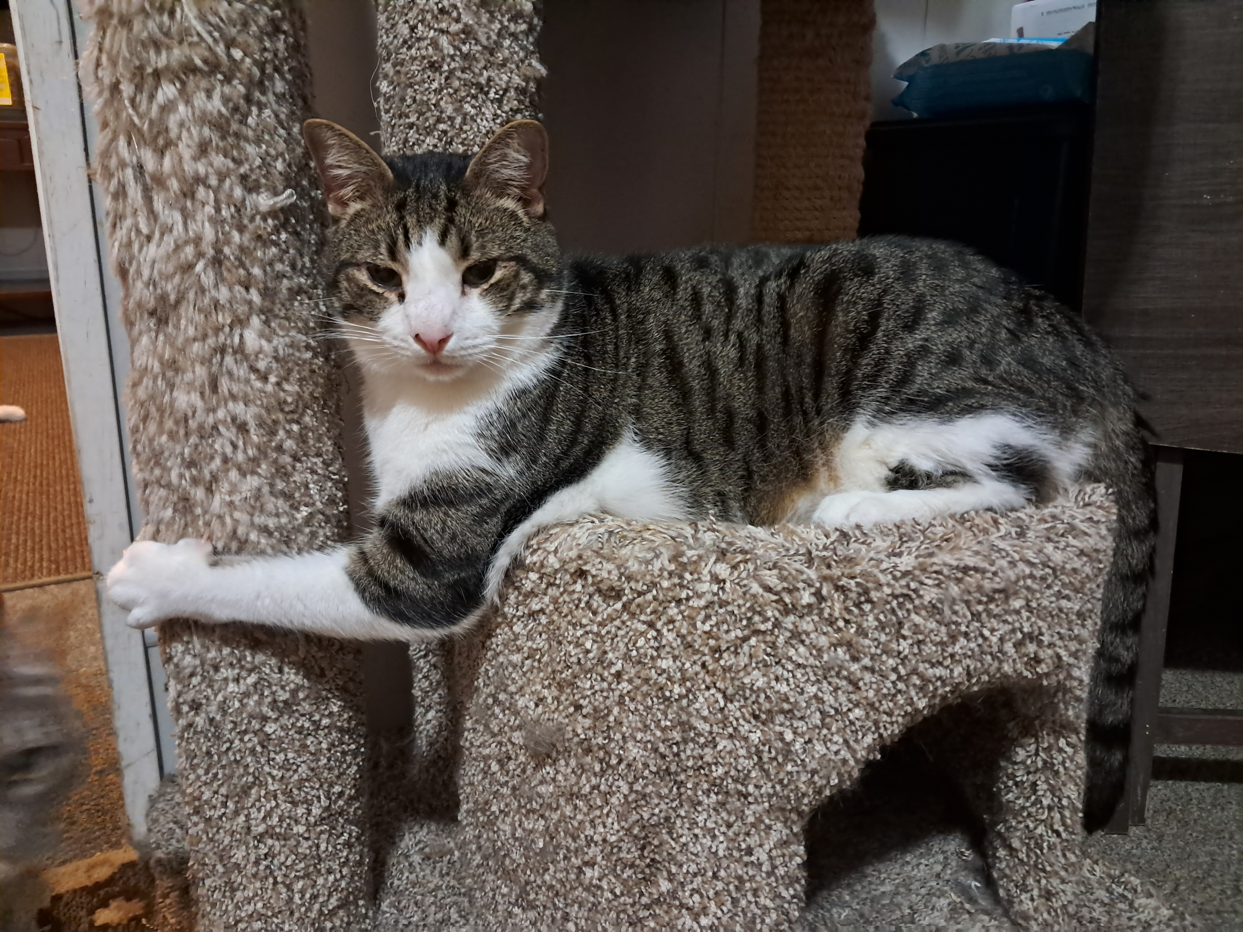 Thor, a Adoptable Domestic Short Hair in Nanticoke, PA image 3/6