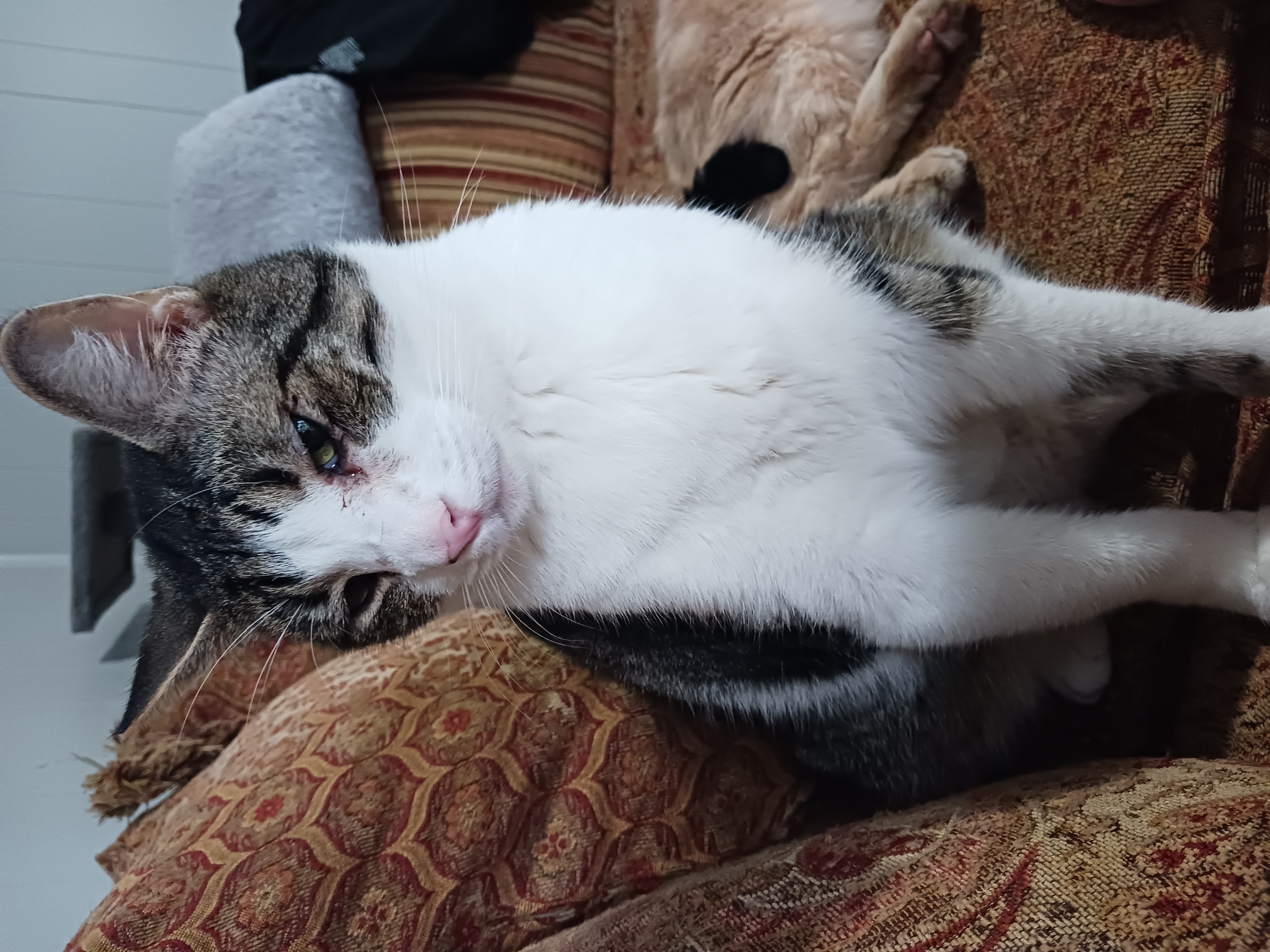 Thor, a Adoptable Domestic Short Hair in Nanticoke, PA image 4/6