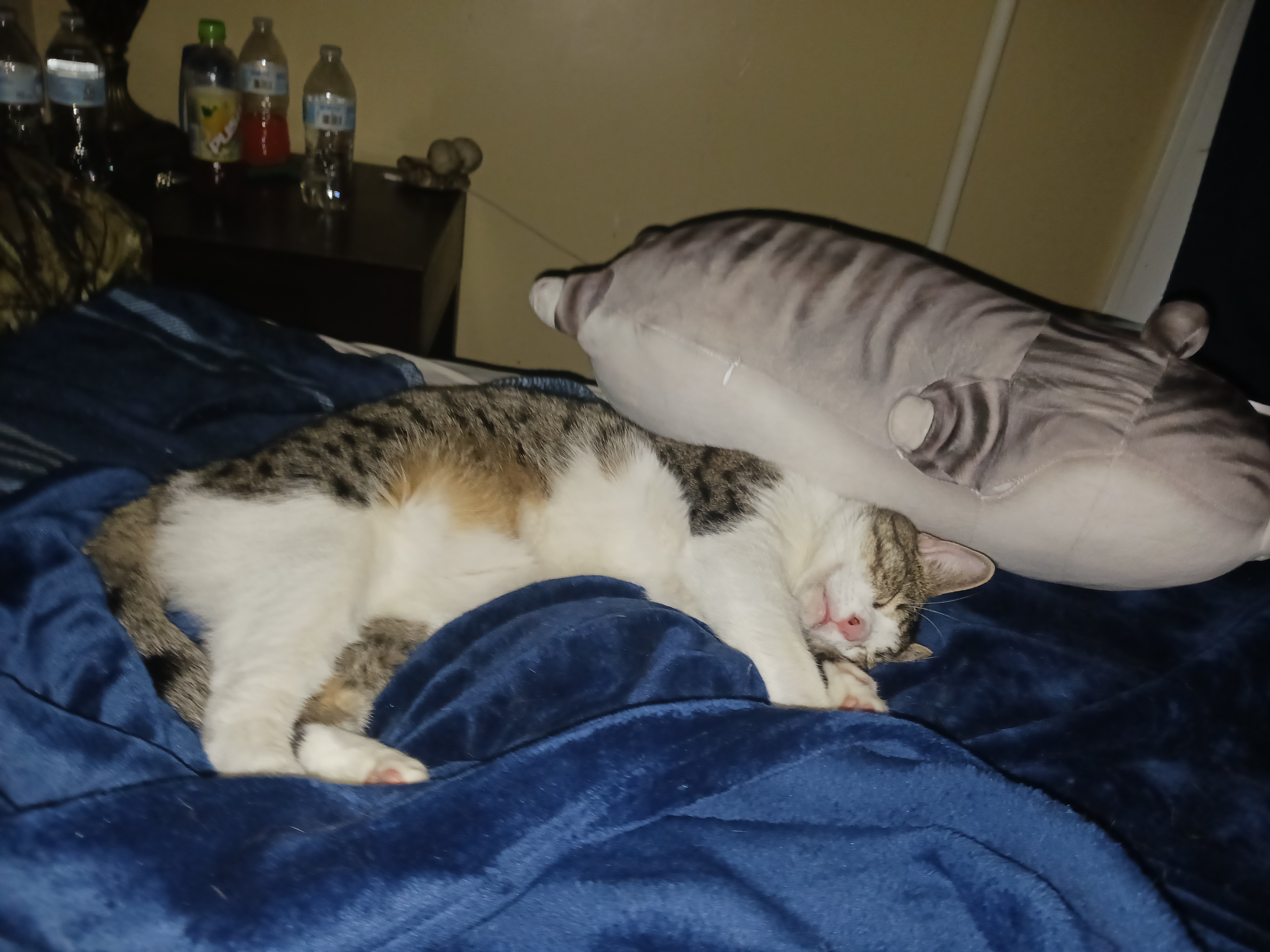 Thor, a Adoptable Domestic Short Hair in Nanticoke, PA image 5/6