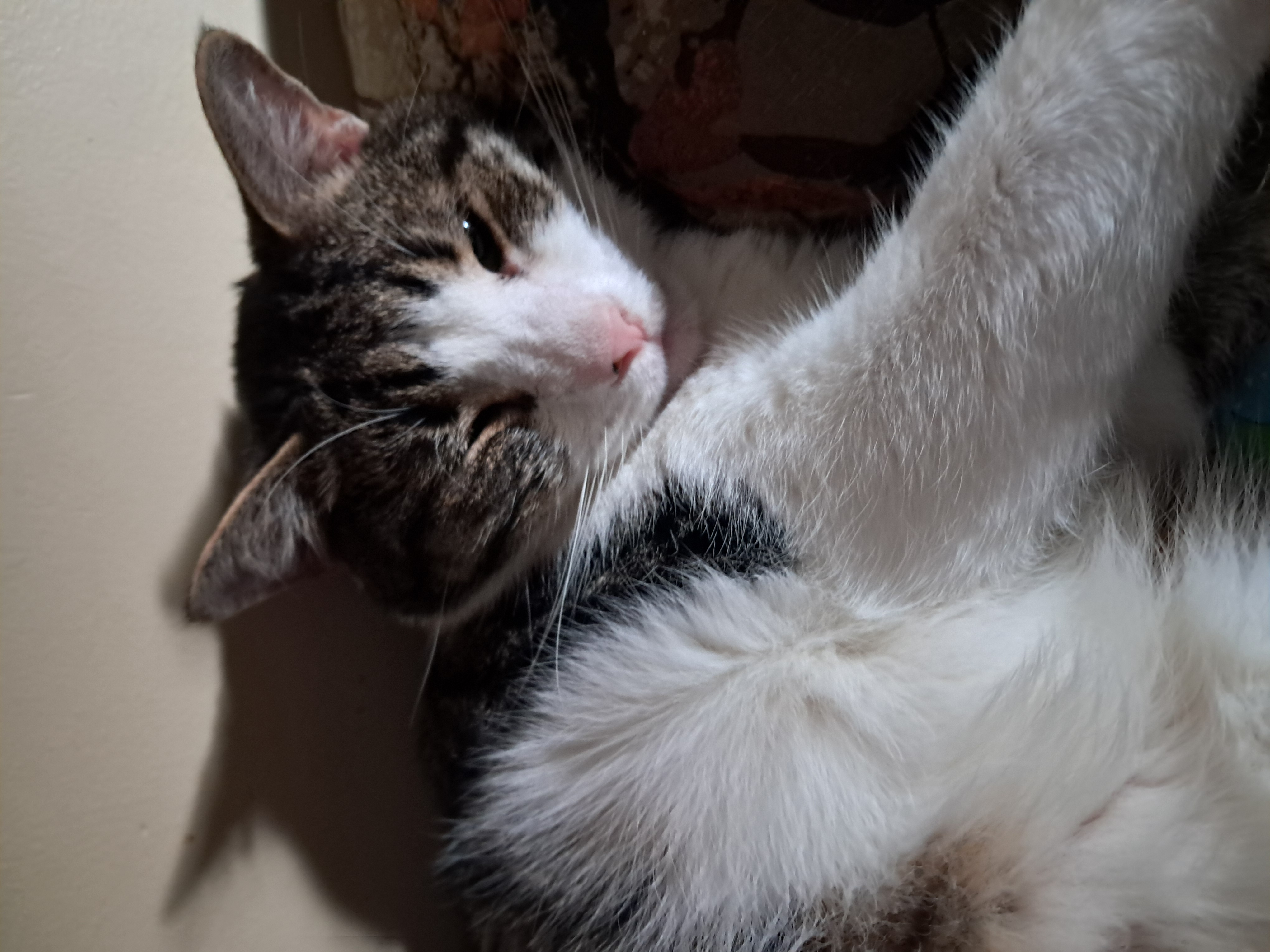 Thor, a Adoptable Domestic Short Hair in Nanticoke, PA image 6/6