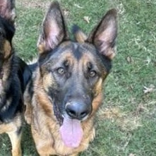 Enlarge Rocky, a ADOPTABLE German Shepherd Dog in atlanta, GA image 2/5
