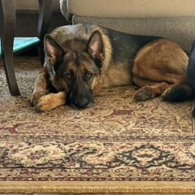 Rocky, ADOPTABLE, Adult Male German Shepherd Dog.