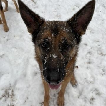 Enlarge Rocky, a ADOPTABLE German Shepherd Dog in atlanta, GA image 4/5