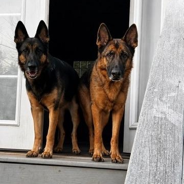 Enlarge Rocky, a ADOPTABLE German Shepherd Dog in atlanta, GA image 5/5