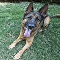 Enlarge Rocky, a ADOPTABLE German Shepherd Dog in atlanta, GA image 3/5