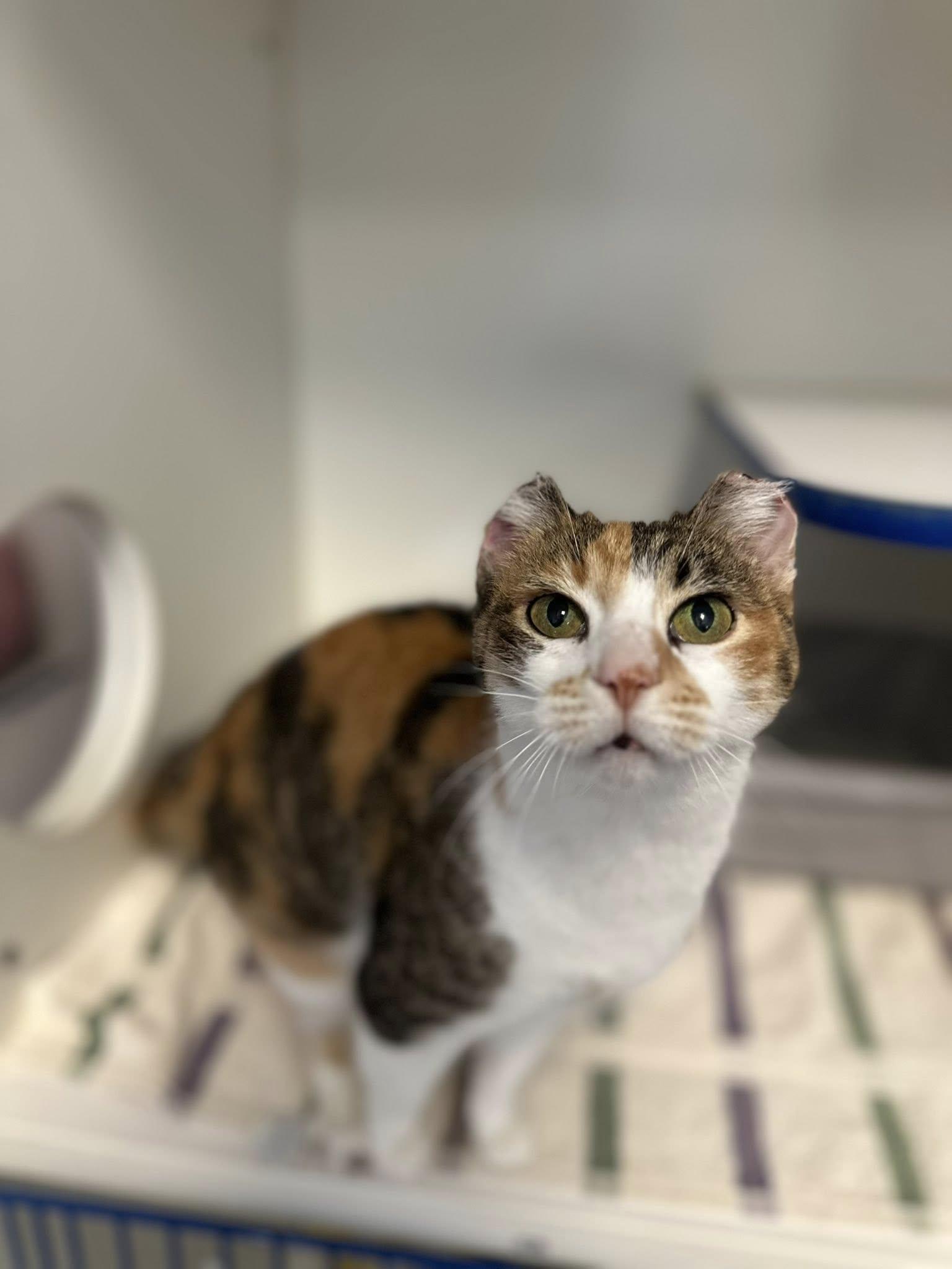 Enlarge Bagel, a ADOPTABLE Domestic Short Hair in Clinton, IL image 1/1