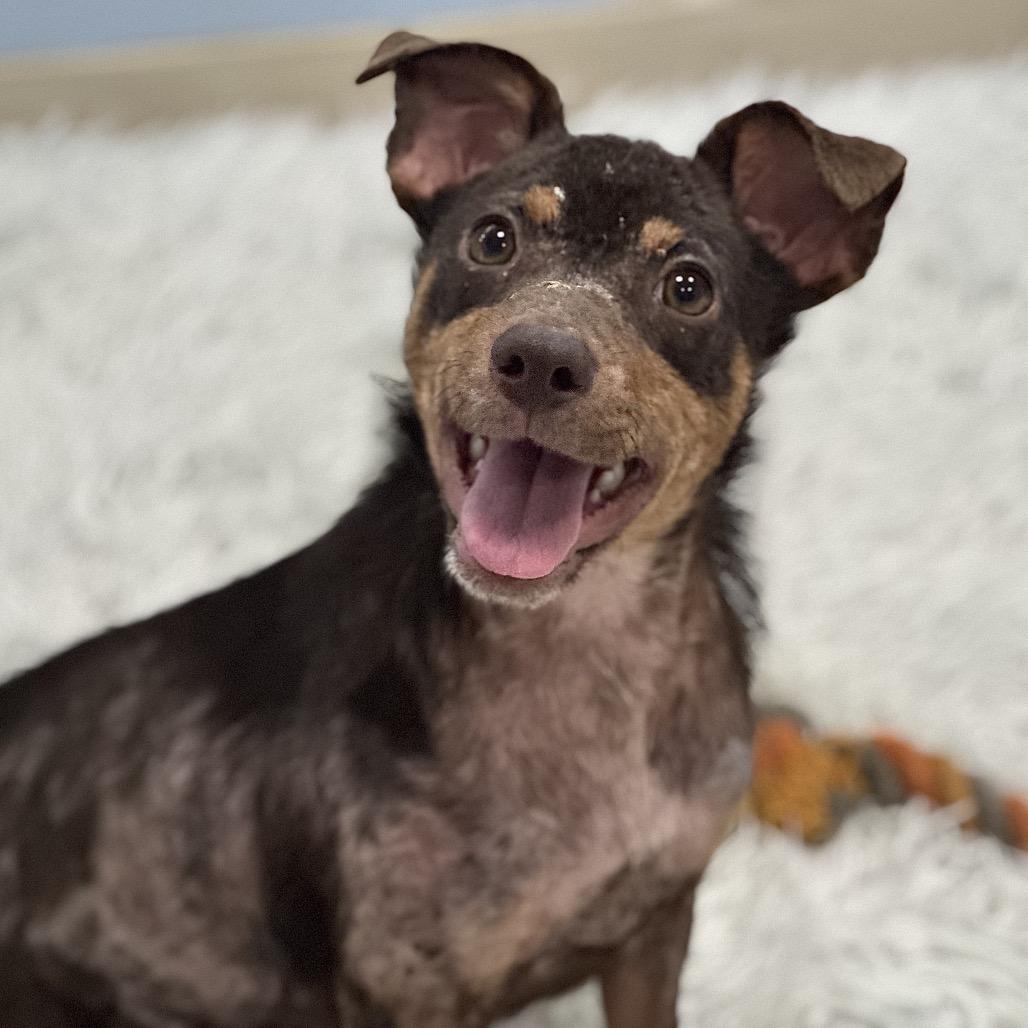 Ashley, a Adoptable mixed breed in Fresno, CA image 1/3