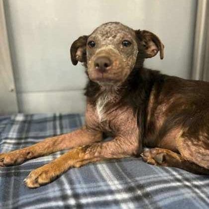 Ashley, a Adoptable mixed breed in Fresno, CA image 2/3