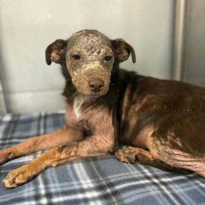 Ashley, a Adoptable mixed breed in Fresno, CA image 3/3