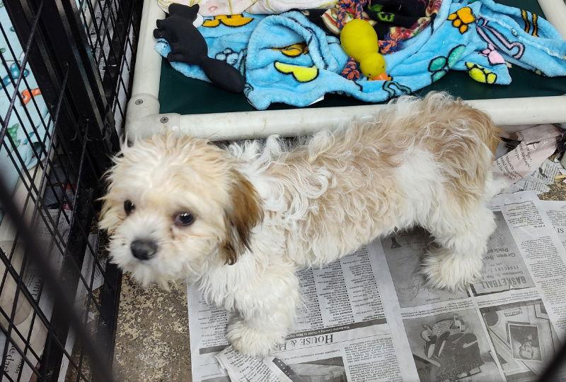 Enlarge Jason, a Adopted mixed breed in Mukwonago, WI image 1/1