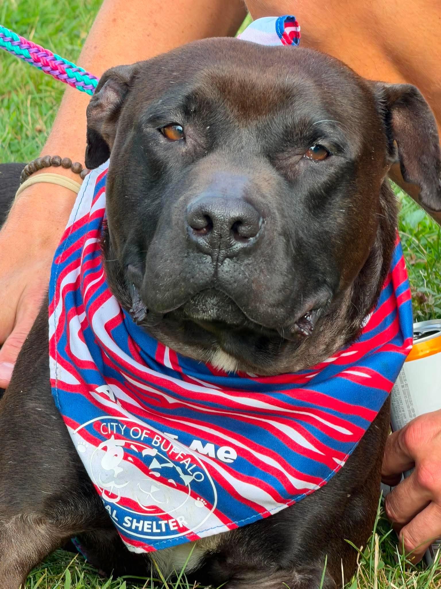 Morris Chestnut, ADOPTABLE, Adult Male American Staffordshire Terrier & Pit Bull Terrier.