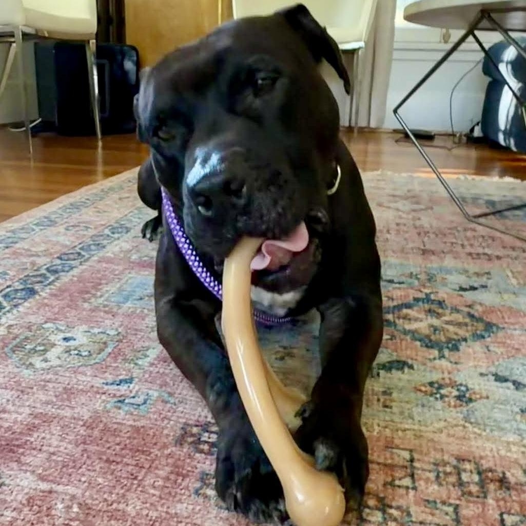 Enlarge Morris Chestnut, a Adoptable mixed breed in Buffalo, NY image 3/6