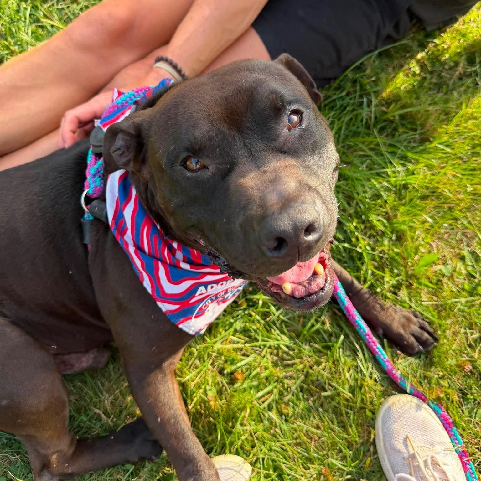 Enlarge Morris Chestnut, a Adoptable mixed breed in Buffalo, NY image 5/6