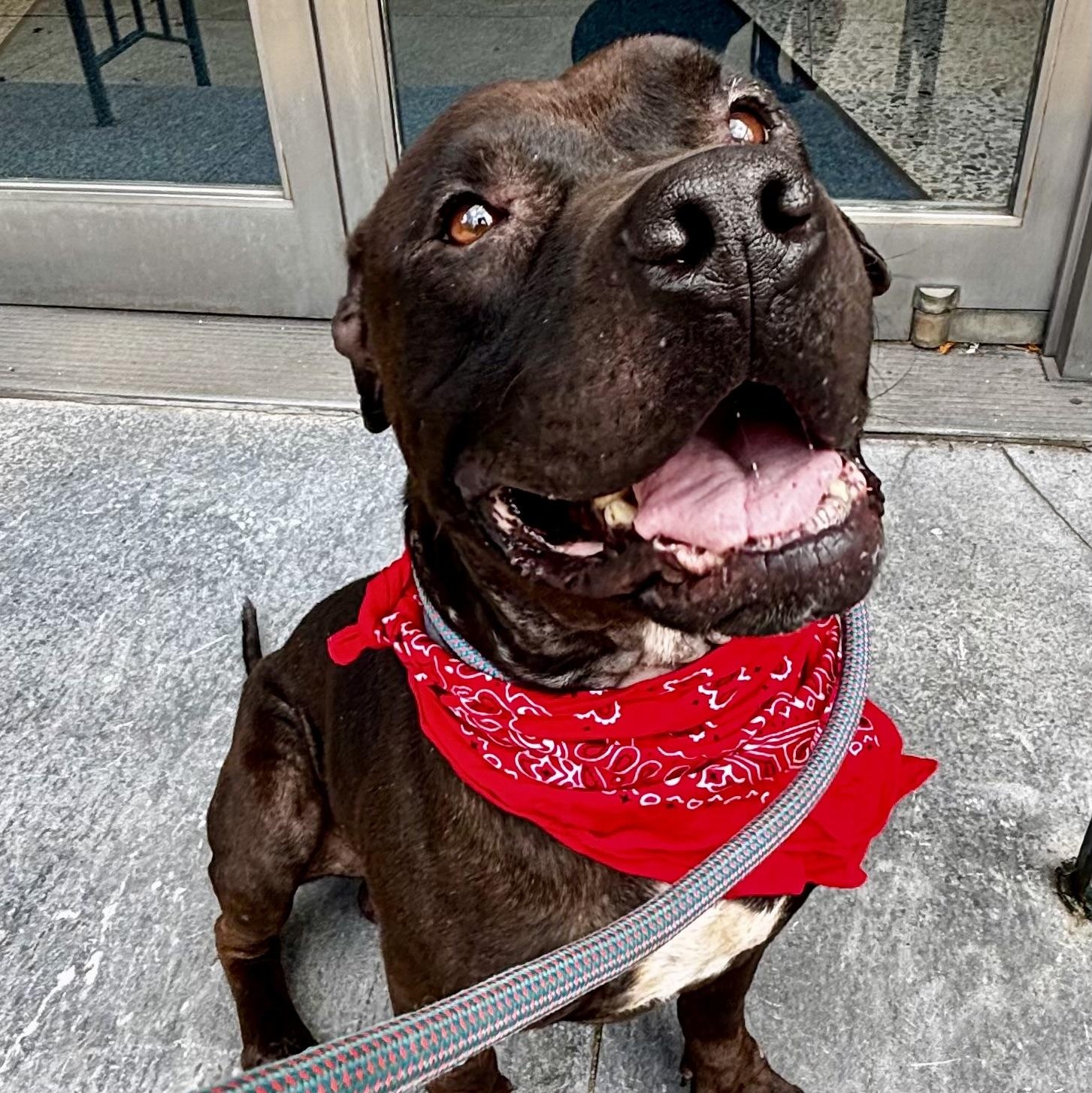 Morris Chestnut, a ADOPTABLE mixed breed in Buffalo, NY image 2/6