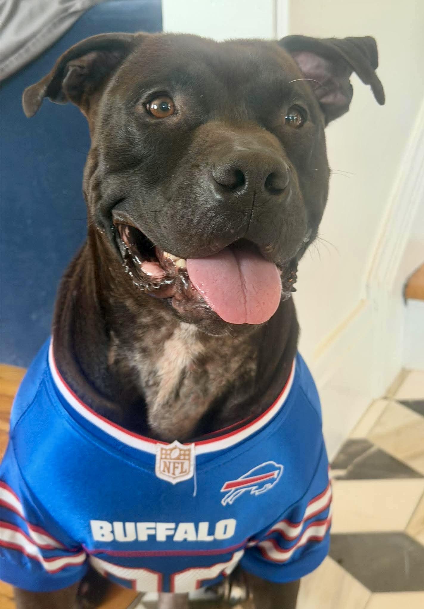 Enlarge Morris Chestnut, a Adoptable mixed breed in Buffalo, NY image 6/6