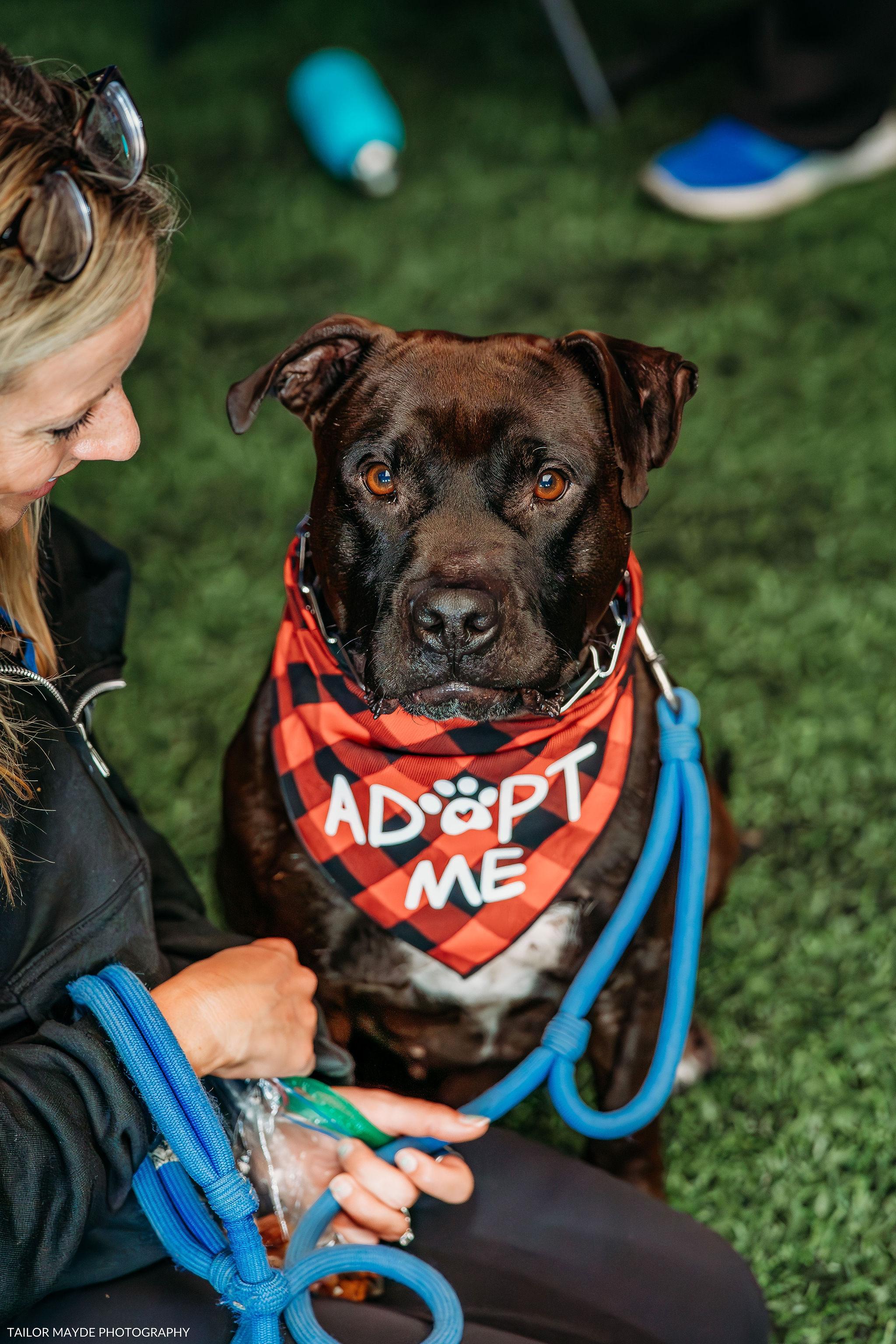 Morris Chestnut, Adoptable, Adult Male American Staffordshire Terrier & Pit Bull Terrier.