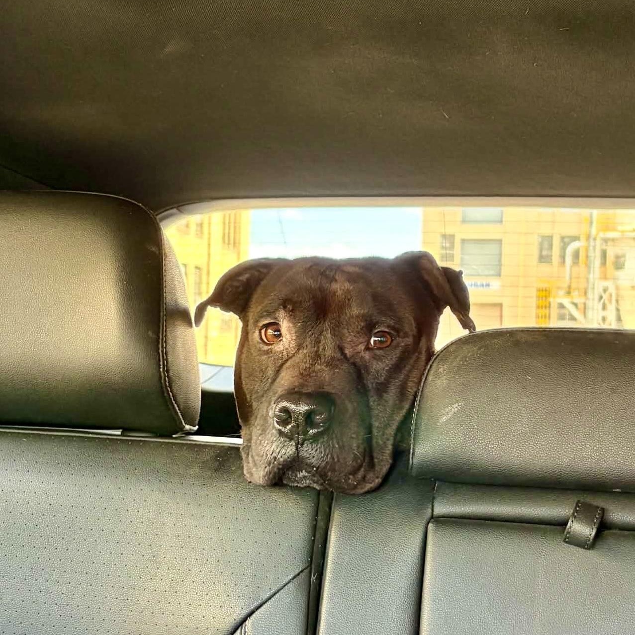 Morris Chestnut, a ADOPTABLE mixed breed in Buffalo, NY image 4/6
