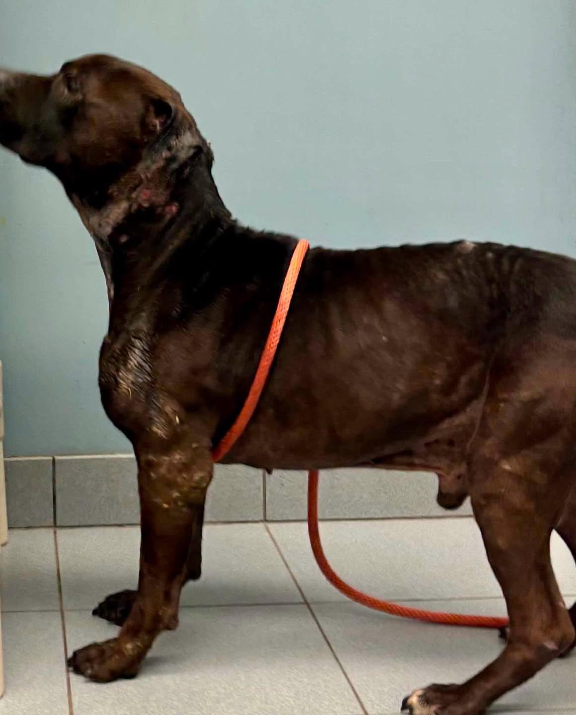 Morris Chestnut, a ADOPTABLE mixed breed in Buffalo, NY image 6/6