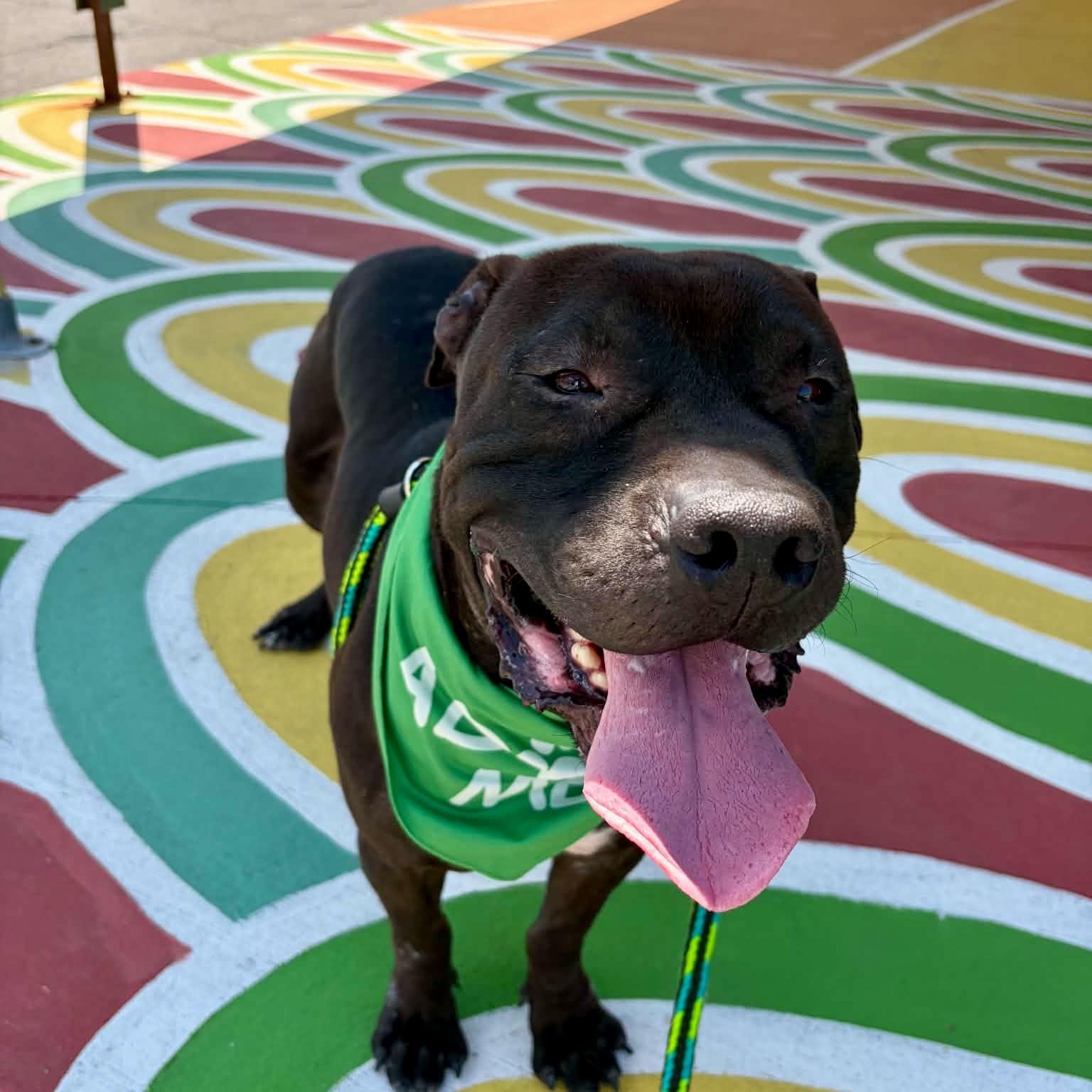 Morris Chestnut, ADOPTABLE, Adult Male Pit Bull Terrier.