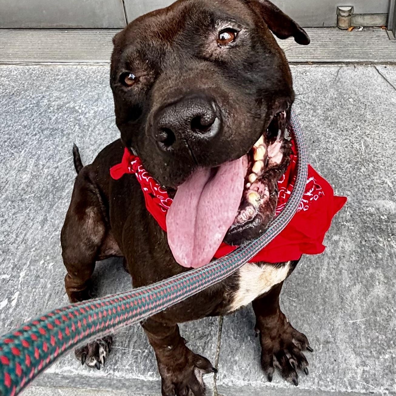 Morris Chestnut, a ADOPTABLE mixed breed in Buffalo, NY image 6/6