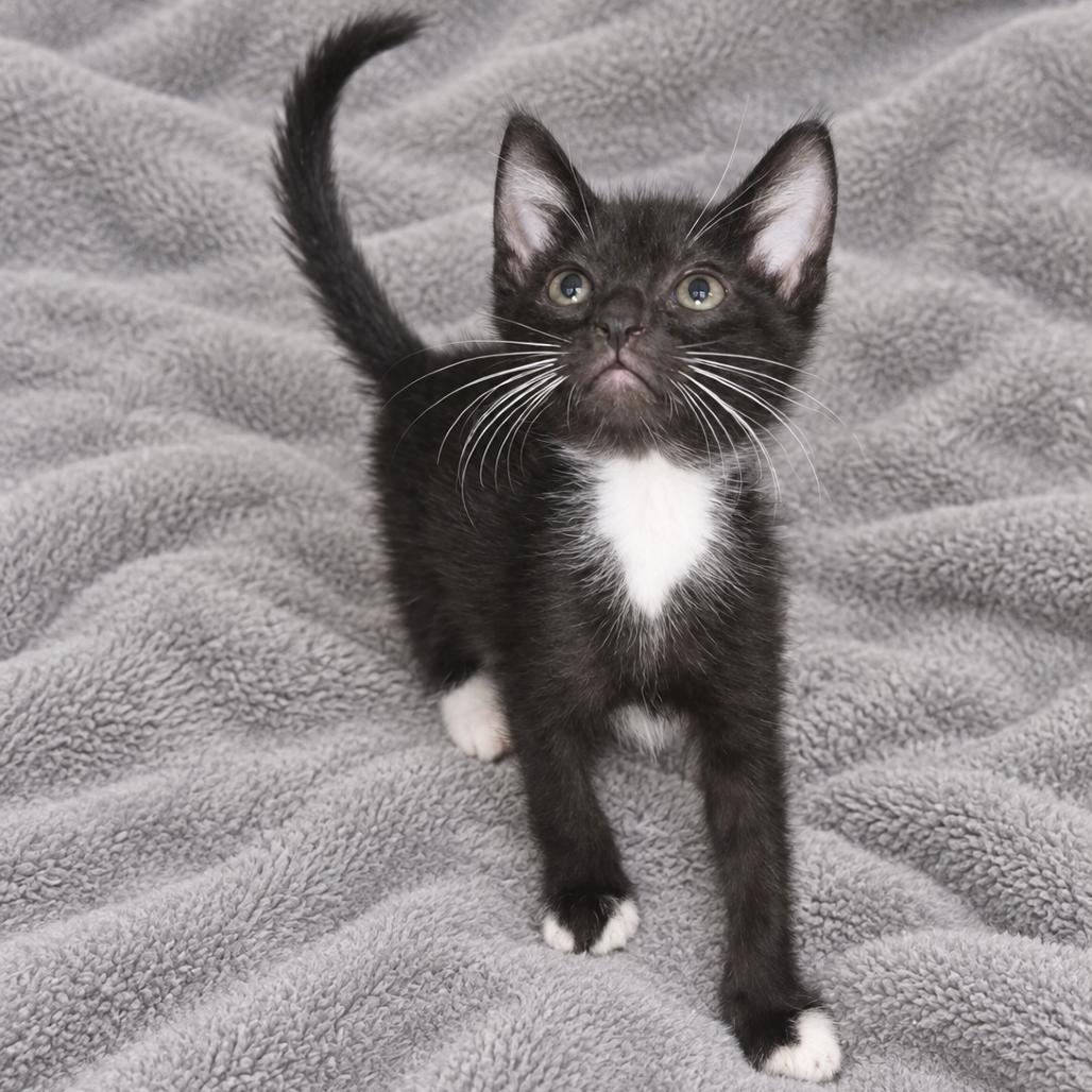 Rocky, Adoptable, Kitten Male Domestic Short Hair.