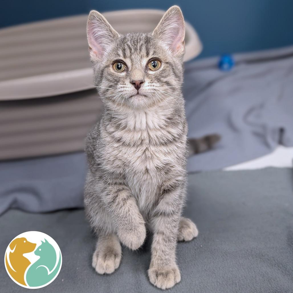 Liger, Adoptable, Kitten Male Domestic Short Hair & Domestic Short Hair.