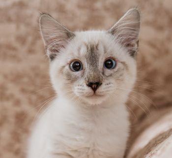 Jonas, a ADOPTABLE mixed breed in Davis, CA image 1/3